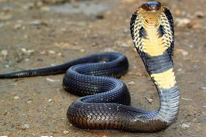 সাপের বিষ হতে পারে নতুন রপ্তানি পণ্য