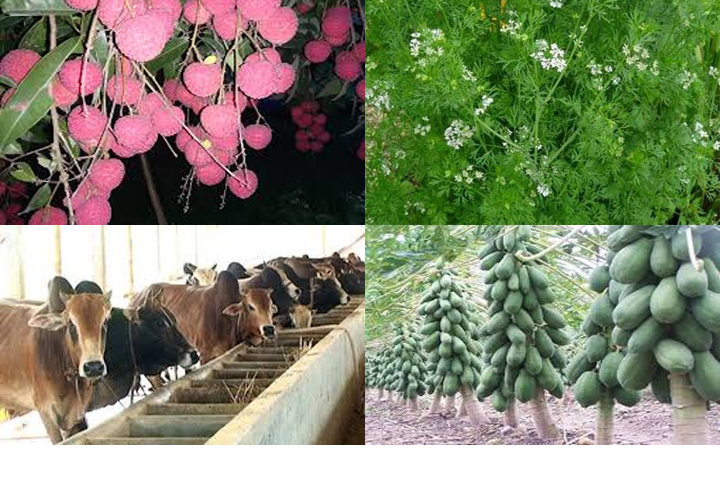 চার কোটিপতি চাষির গল্প