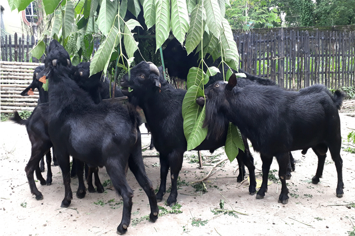 ছাগল পালন :)