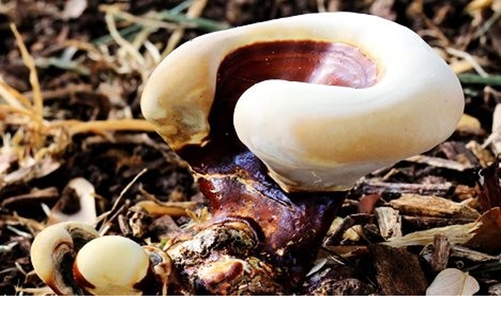 গ্যানোডার্মা মাশরুমের চাষ ব্যবস্থাপনা