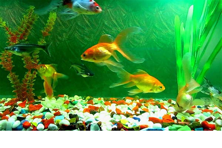 অ্যাকোয়ারিয়ামে মাছ চাষ সৌন্দর্য ও সমৃদ্ধি বারো মাস !