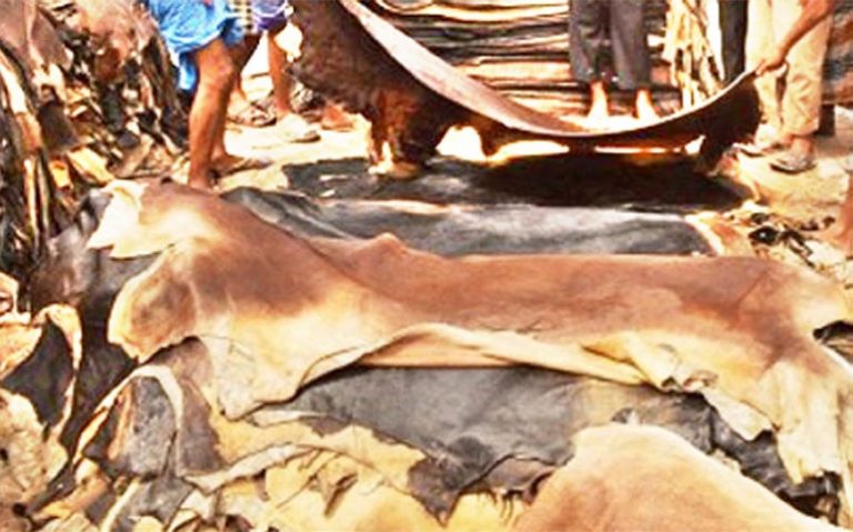 কোরবানীর পশুর চামড়া সংরক্ষণ করুন ১০০ টাকাতেই